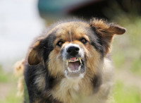 Un chien agressif dans un jardin