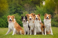La simplification de l’éducation d’un groupe de chiens