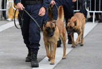 Le dressage des chiens de travail