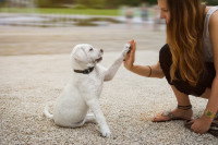 Eduquer ou dresser un chien en lui faisant imiter un humain
