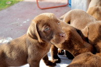 N’importe quel chien peut-il apprendre par imitation ?