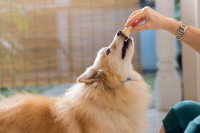 Un maître récompense son chien avec une friandise