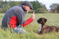 Un maître éduque son chien Boxer dans un champ