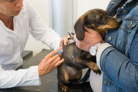 Une femme console son chien effrayé chez le vétérinaire