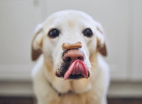 Un chien blanc avec une friandise posée sur son nez