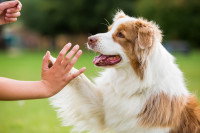 Une femme montre une friandise à son chien pour le faire obéir