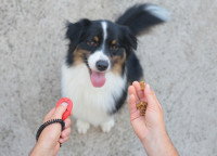 Un maître éduque son chien avec des friandises et un clicker