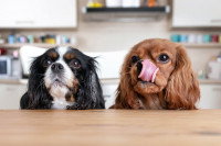 Deux chiens réclament de la nourriture à table