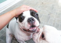 Un chien est jaloux parce que son maître en caresse un autre