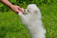 Un homme donne une friandise à un chiot Samoyède