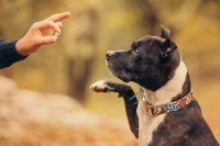 Récompenser son chien avec une friandise