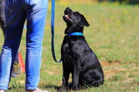 Une femme en pleine séance d'éducation de son chien