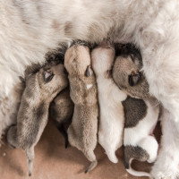 Le chiot à la naissance