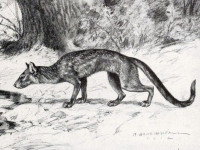 Le cynodictis
