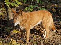 Le dingo