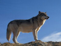 Le loup