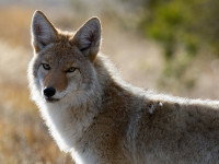 Le coyote