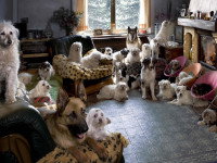 Une famille de chiens au pensionnat