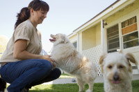 Une gérante de pension jouant avec deux de ses chiens
