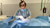 Une vétérinaire masquée et gantée effectue un acte chirurgical sur un animal caché sous un champ stérile dans une salle d'opération