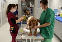 Un chien fauve à poil long debout sur une table d'examen dans un établissement vétérinaire entre deux femmes vétérinaires s'occupant de lui