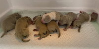 Une portée de sept chiots nouveaux-nés, gris et/ou blanc, sur une alèse blanche, mis au monde en clinique vétérinaire