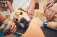 Un Golden Retriever en train d'être pris en charge par une équipe de vétérinaires