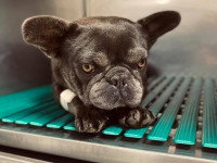 Un chiot bouledogue chez le vétérinaire