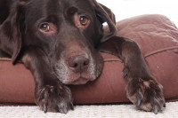 Un Labrador Retriever âgé ayant l'air triste