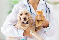 Une vétérinaire portant à la fois un chien et un chat dans ses bras