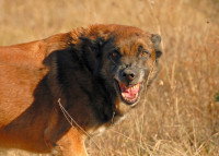 Un chien enragé montre les dents