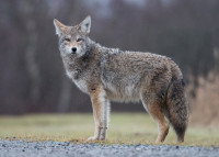 Un coyote se tient debout dans l'herbe