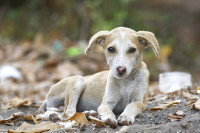 Un chiot errant amaigri allongé sur le sol