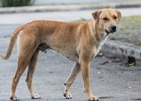 Un chien errant marche dans la rue