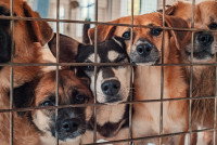 Des chiens errants dans une cage à la fourrière