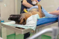 Un chien endormi en train d'être stérilisé par un vétérinaire