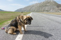 Un chien abandonné triste sur le bord d'une route de montagne