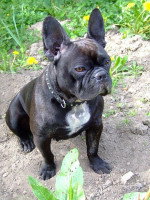 Quels sont les chiens touchés ? Où sont-ils envoyés ?