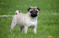 Quand agissent les voleurs de chiens ?