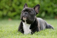 Le Bouledogue Français