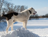 Le Chien de Berger d'Asie Centrale