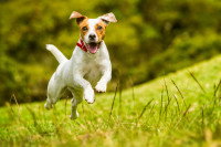 Chaque chien est unique