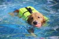 Un chien avec un gilet de sauvetage et tenant une balle dans sa gueule nage dans une piscine