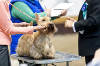 Présentation d'un chien lors d'une exposition de chiens de race
