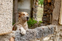 Un chien debout derrière un muret
