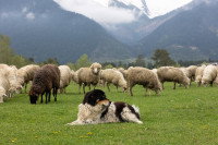 Un chien de berger allongé devant un troupeau de moutons, dans une prairie