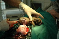 Le mauvais placement du chiot