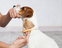 Un petit chien porte un collier antiparasitaire autour du cou