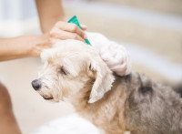 Un petit chien reçoit une pipette anti-puce