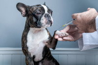Un vétérinaire fait une piqûre à un Boston Terrier